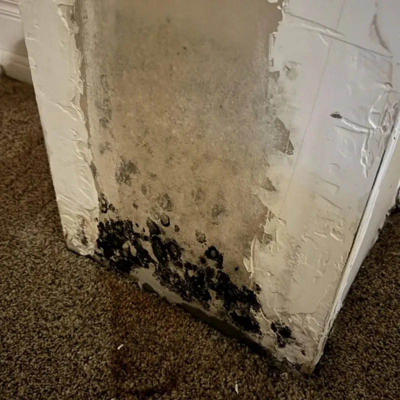 Professional Mold Removal in Mira Mesa, CA